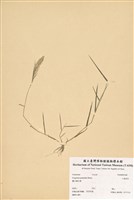 藏品(小畫眉草)的圖片